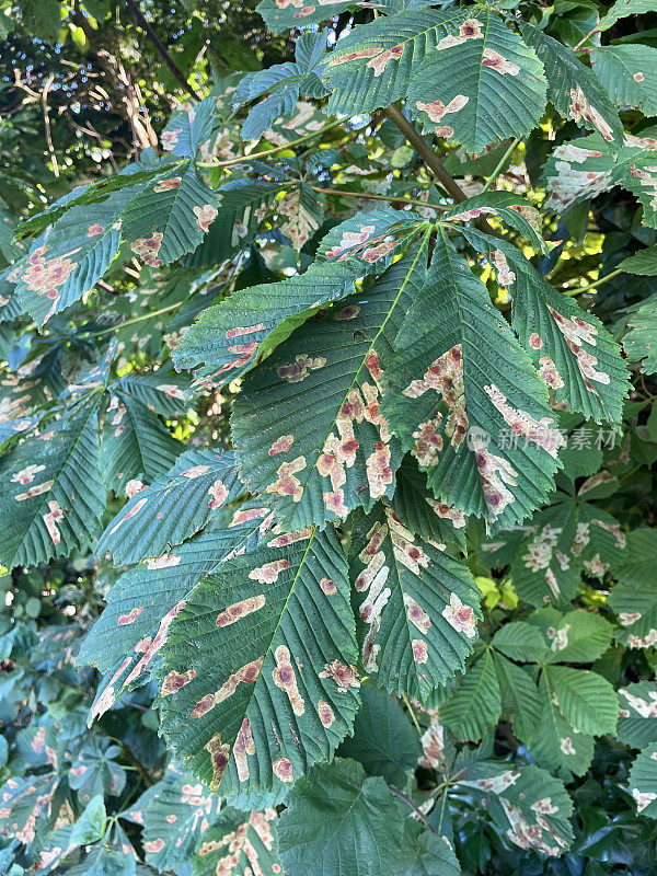 七叶树(Aesculus hippocastanum)受损叶片的特写图像，采叶蛾(Cameraria ohridella)引起的叶斑